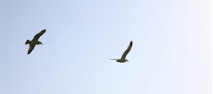 plain_103-2.jpg